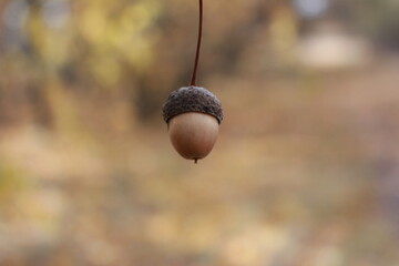 One acorn in oak forest on fall leaves background - autumn come concept. Oak tree & acorn bean in...