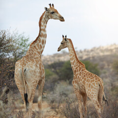 Giraffe, herbivore and wildlife in nature safari with long neck or mother with calf. Animal, spots and tallest mammal with herding in dry land or outdoors on game farm in serengeti in Tanzania.