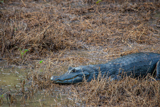 Caiman in marsh at Hato La Aurora, Casanare, Colombia