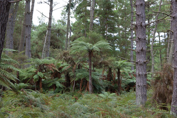 New Zealand fern close up