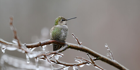 Wild annas hummingbird on ice coated branch in winter looking to side
