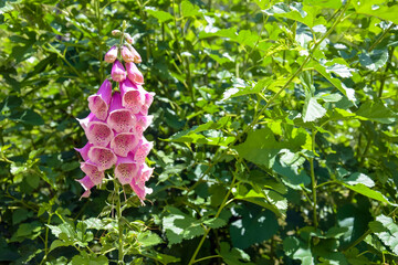 Foxglove purple flowers against background of green thickets in garden on sunny summer day....