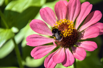 One Bumblebee on pink flower in garden on summer day. Close-up. Selective focus.