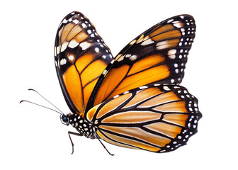 butterfly isolated on white, transparent background, PNG AI generated	