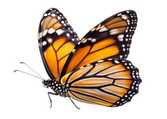 butterfly isolated on white, transparent background, PNG AI generated	
