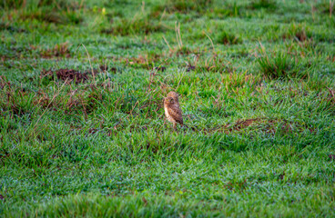 Burrowing owl in grass at Hato La Aurora, Casanare, Colombia