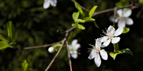 Plum flowers in a garden