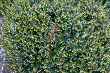 New Zealand sedum close up