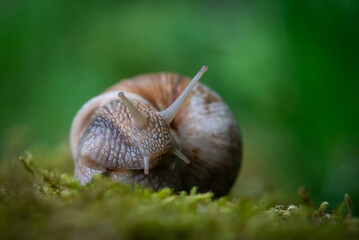Snail closeup. Burgundy snail (Helix, Roman snail, edible snail, escargot) on a surface with moss. Helix promatia. 