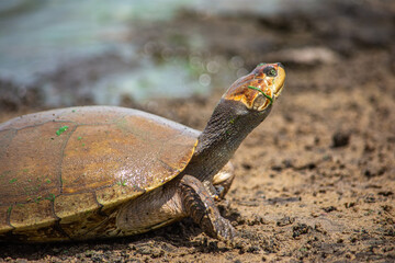 A turtle by water in Hato La Aurora, Casanare, Colombia