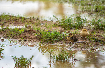 Two ducklings at Hato La Aurora reserve, Casanare, Colombia