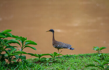 Elegant bird by water in Casanare, Colombia, amidst vibrant green foliage