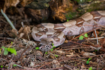 A boa constrictor camouflaged in Casanare, Colombia