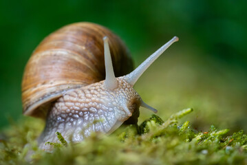 Snail closeup. Burgundy snail (Helix, Roman snail, edible snail, escargot) on a surface with moss. Helix promatia. 