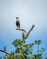 Bird on branch in Casanare, Colombia with clear blue sky