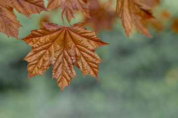 autumn simple photo maple leaf orange color blurred natural background