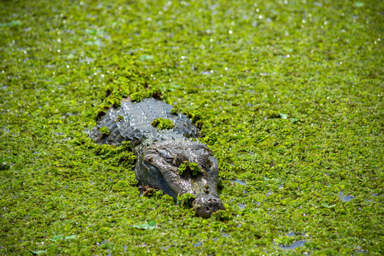 A caiman basks in a marsh at Hato La Aurora, Casanare