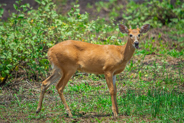 Brown deer in green Casanare field, Colombia