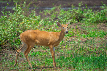 Deer in Casanare, Colombia amidst greenery