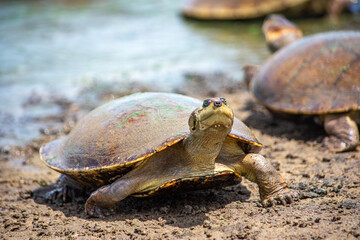 Turtle in Casanare, Colombia’s natural reserve