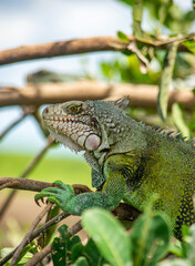 Green Iguana in Casanare, Colombia’s Natural Reserve