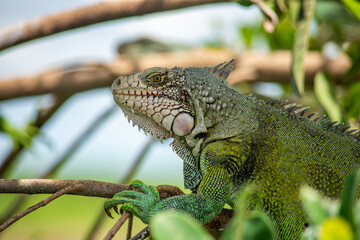 Close-up of a green iguana perched on branches, with a blurred natural background