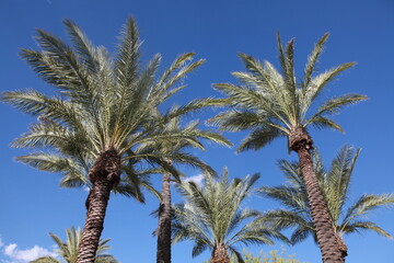 Desert palm trees against blue sky, Tucson Arizona © catahula