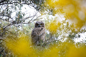 Great horned owl juvenile in tree, Arizona