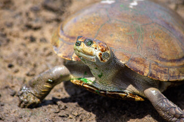 A close-up of a turtle in mud, likely highlighting wildlife in Casanare, Colombia