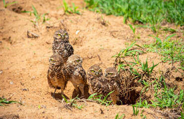 Group of owls at burrow entrance in Casanare, Colombia