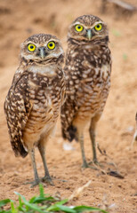 Pair of owls in Casanare, Colombia with a soft-focus background