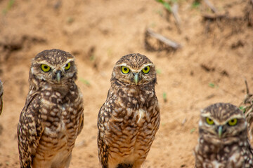 Three burrowing owls standing on the ground, looking at the camera with a sandy background