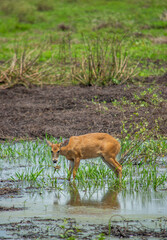 Marsh deer in wetlands at Hato La Aurora, Casanare