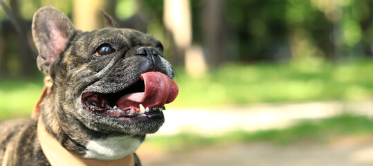 French bulldog on a walk. Dog in a harness. Bulldog dark coat color. Pet. Young dog in harness....