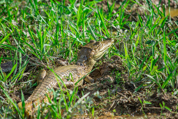 Caiman in grass at Hato La Aurora, Casanare, Colombia