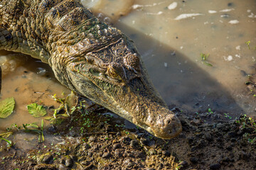 Close-up of a crocodile entering water, surrounded by muddy terrain and vegetation