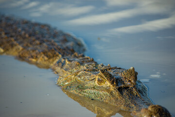 Close-up of a crocodile in water, Casanare, Colombia