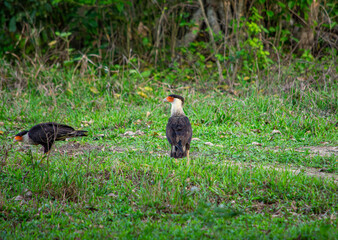 Two birds in Casanare, Colombia amidst vibrant greenery