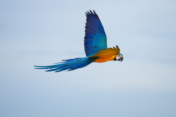 blue-and-gold macaw parrots are flying freely.