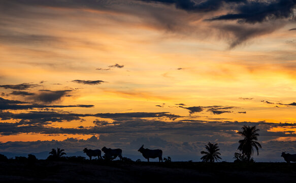 A serene sunset silhouette of cattle in Casanare, Colombia