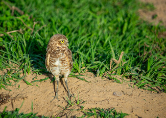 Owl in Casanare, Colombia amidst vibrant greenery