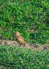 Owl in Casanare, Colombia amidst vibrant greenery