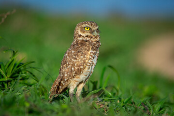 Owl in Casanare, Colombia amidst vibrant greenery