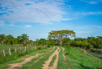 Obraz premium Scenic dirt road in Casanare, Colombia under a cloud speckled blue sky