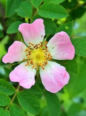 Obraz premium Dog rose, Rosa canina, climbing wild rose blooming in a park, close up with selective focus.