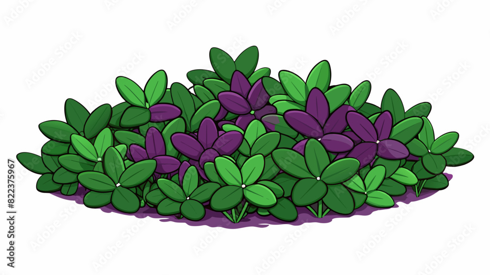 Aufkleber a lowgrowing ground cover with small ovalshaped leaves in shades of deep purple and green. its trail