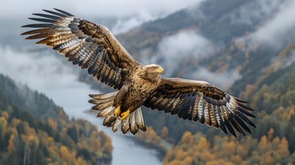 Fototapeta premium A majestic eagle soaring through the sky, its wings outstretched, as it surveys the vast landscape below with a keen eye.
