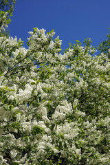 Bird cherry branches of the top of the tree with lot of blooming white flowers against clear...