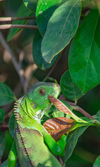 Green iguana camouflaged in lush foliage at Hato La Aurora, Casanare, Colombia