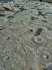 View of the ammonite pavement with fossils on the jurassic coast seabed only accessible at low tide